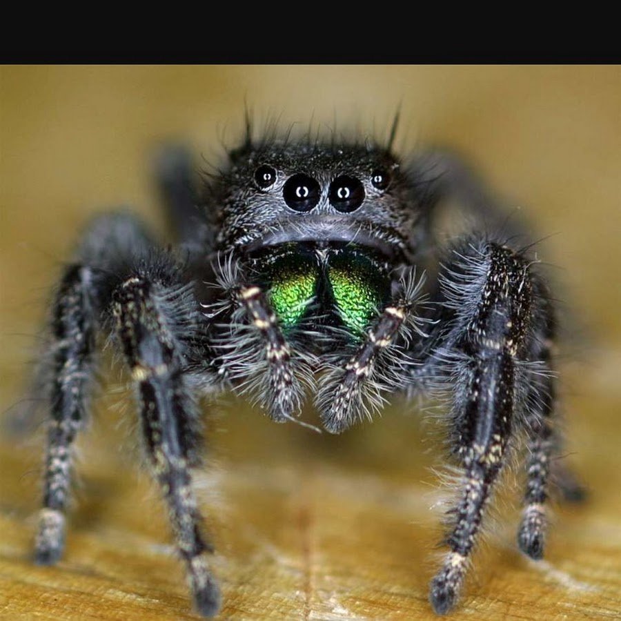 Маленький волосатый паук