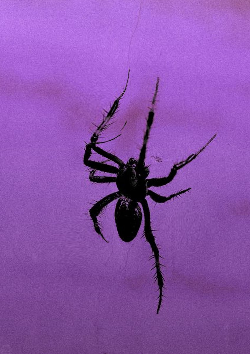 Паук на аву