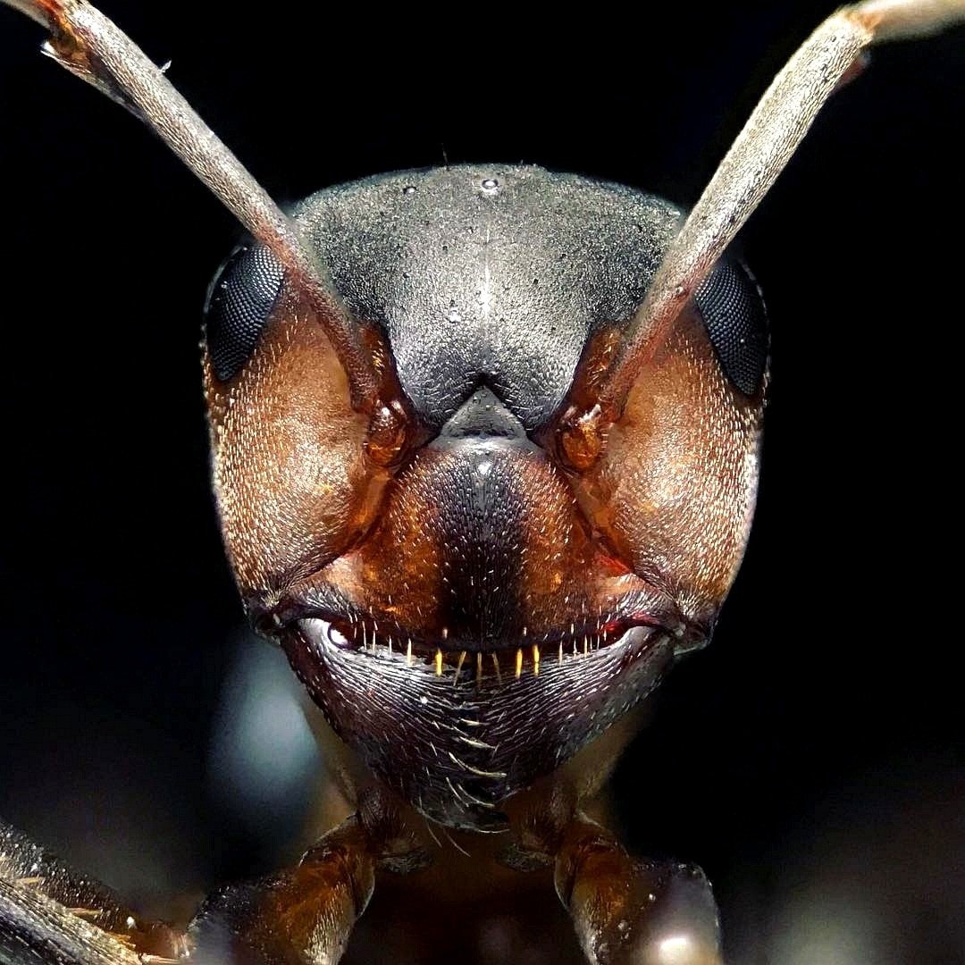 Мандибулы жука