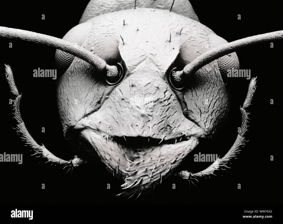 Муравей под микроскопом увеличенный