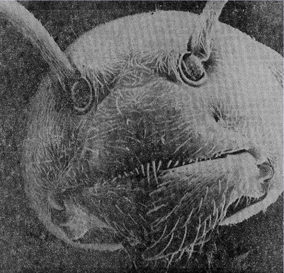 Муравей под электронным микроскопом