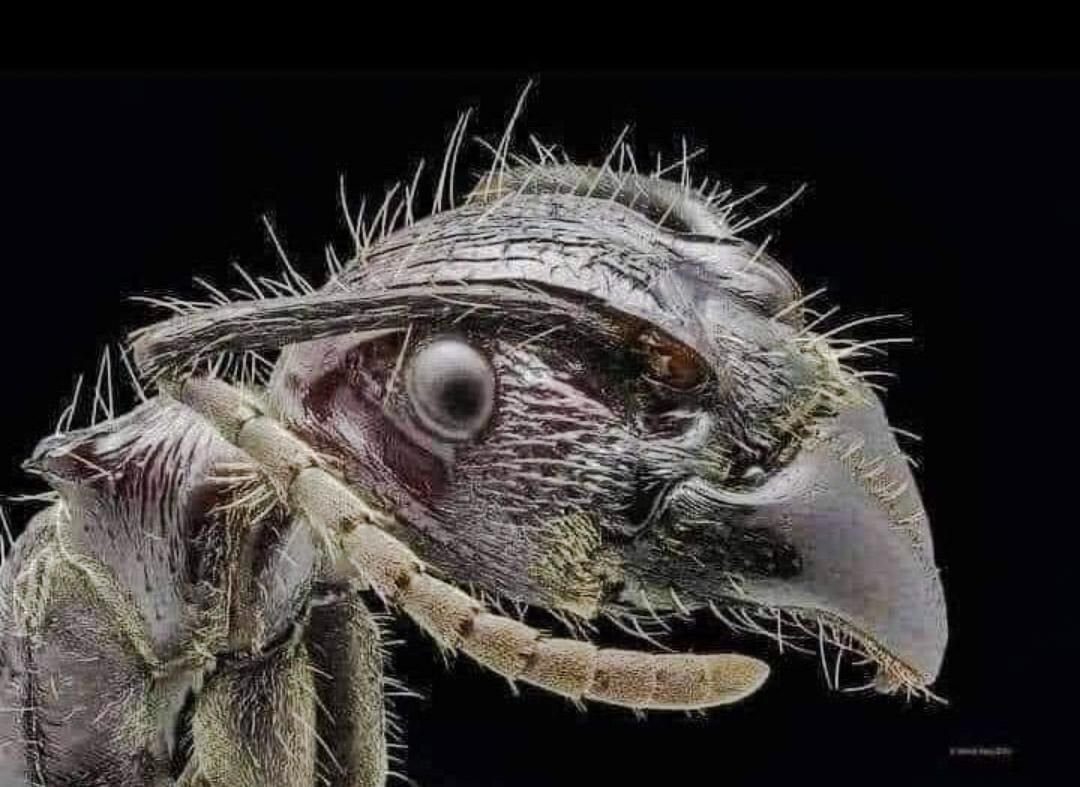 Мокрец мошка под микроскопом