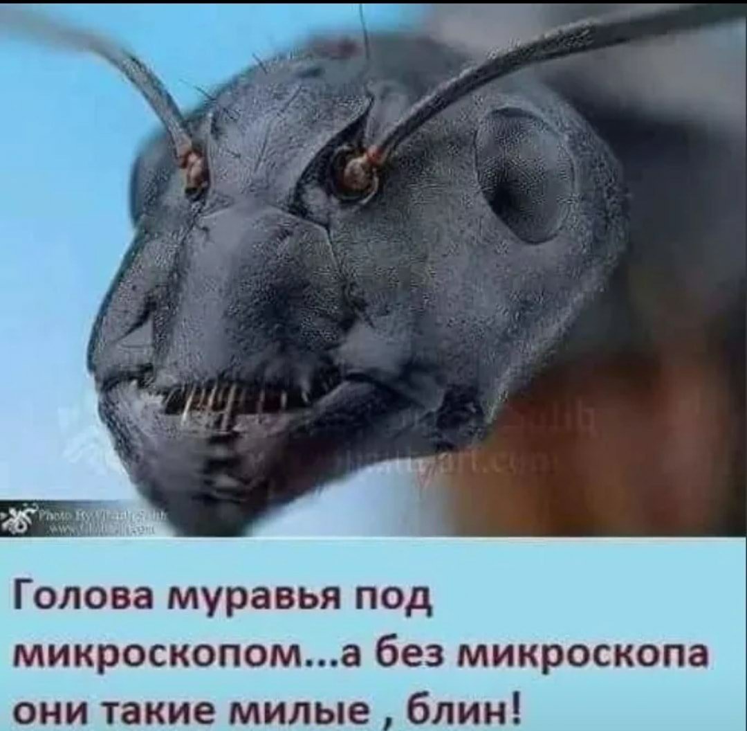 Голова муравья под микроскопом