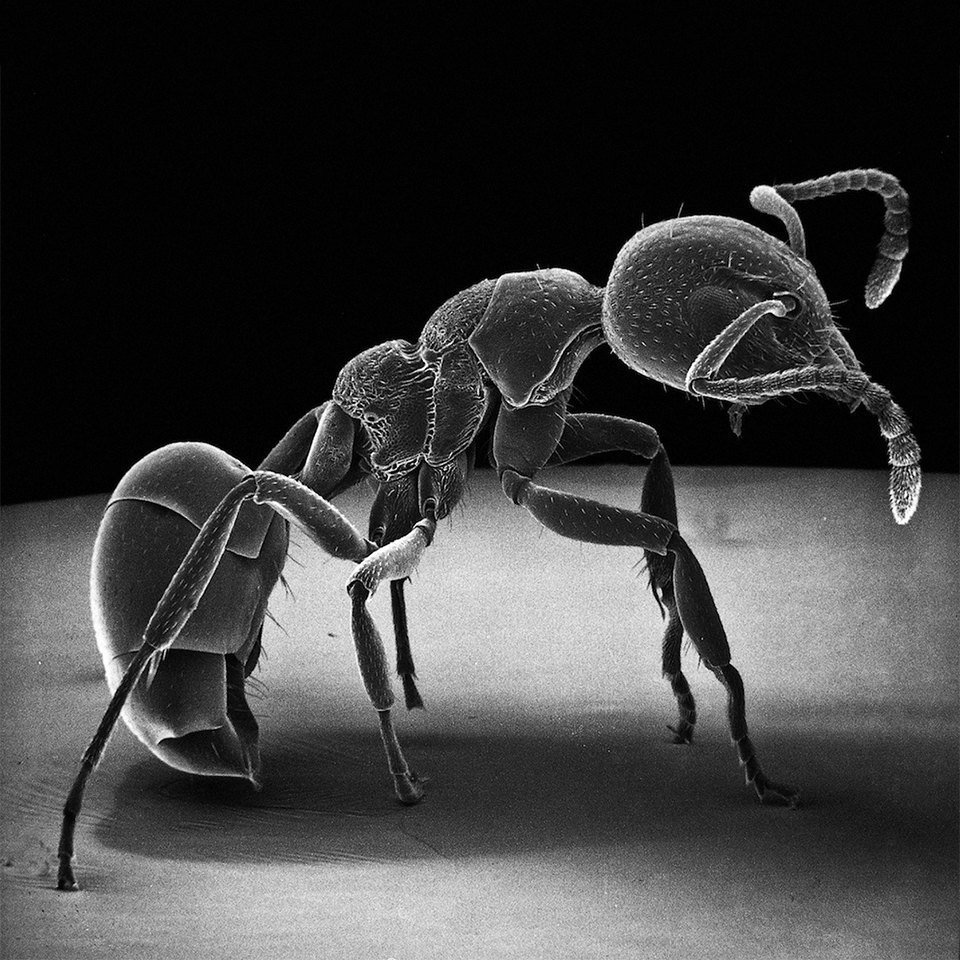 Муравей через электронный микроскоп