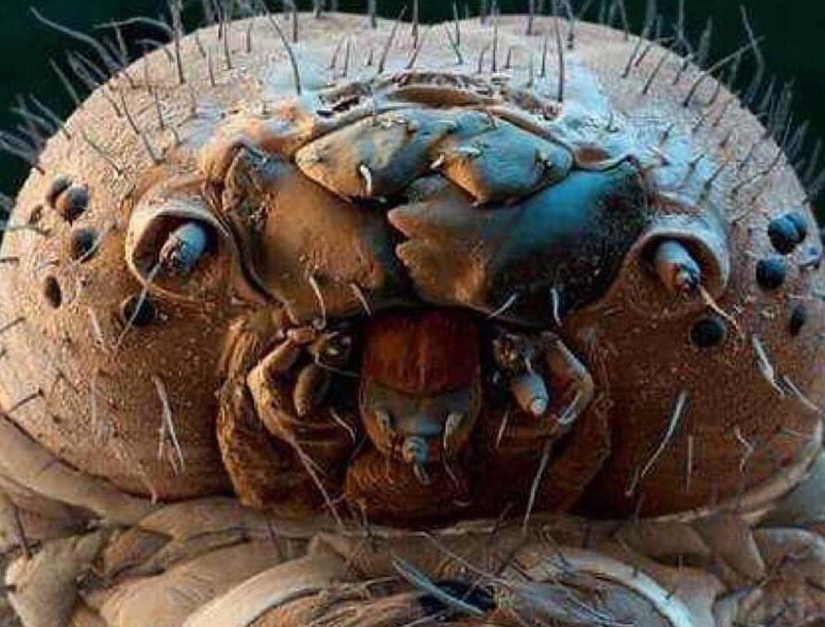 Лицо муравья под микроскопом