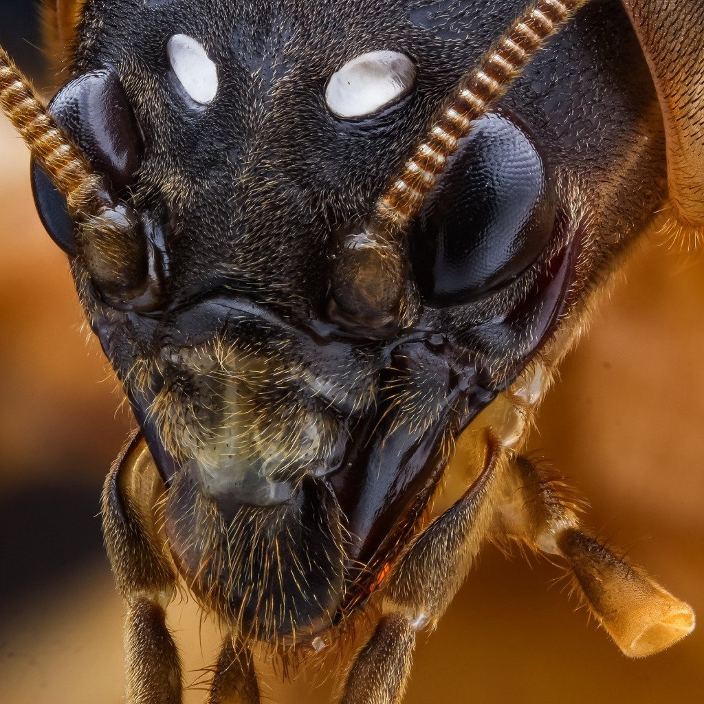Лицо муравья под микроскопом