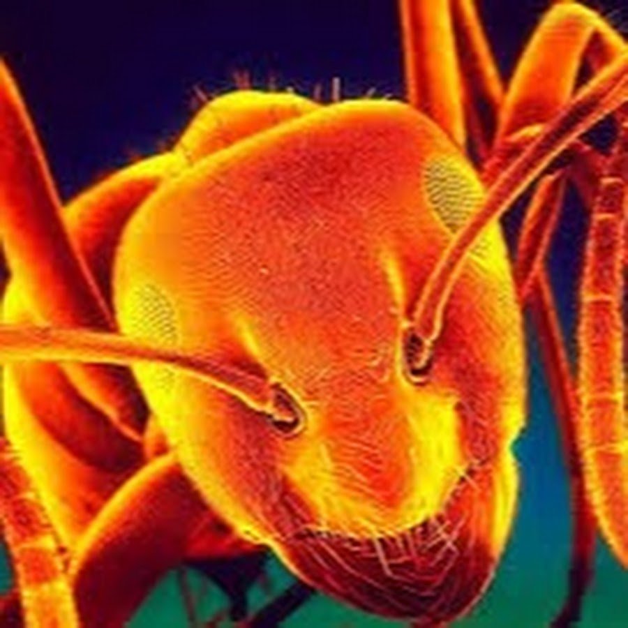 Guano Apes don't give me names