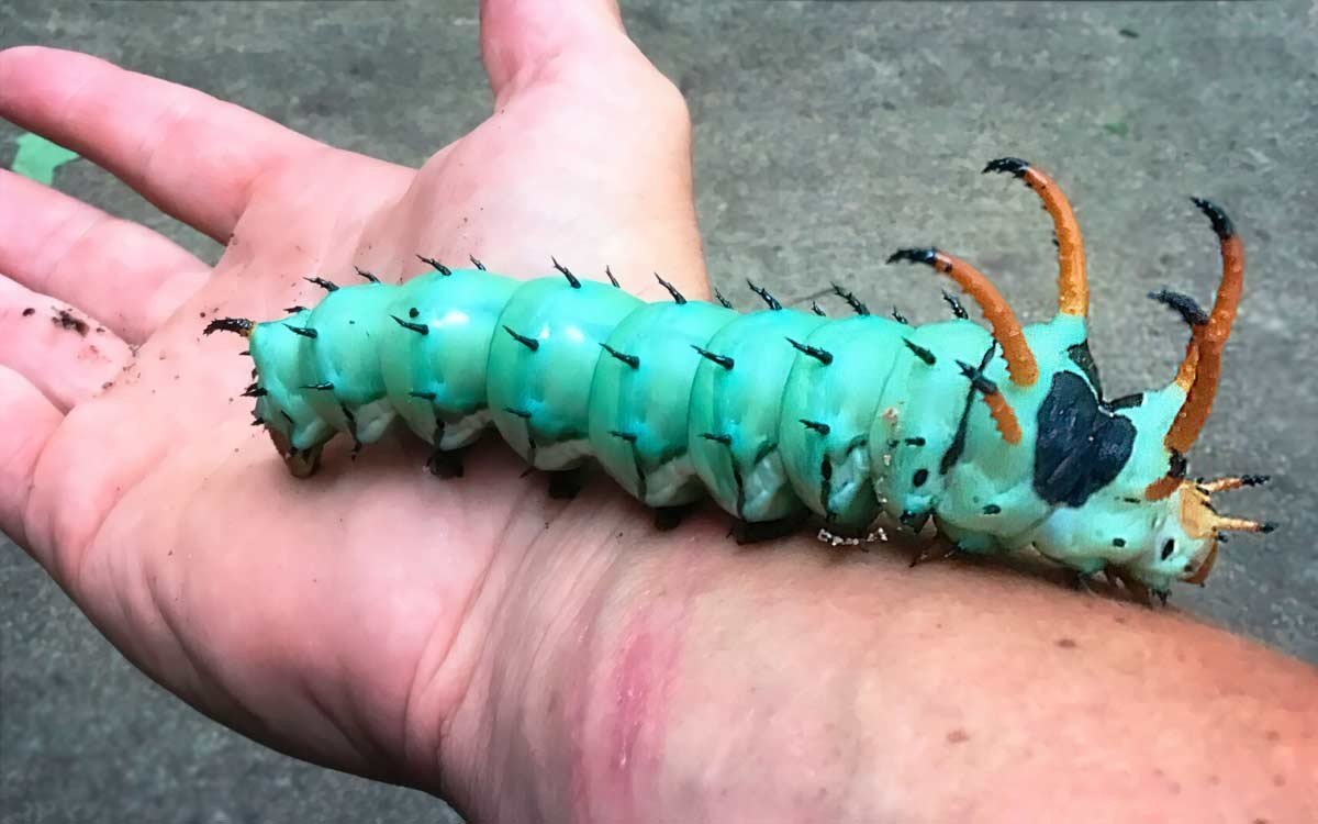 Огромная гусеница