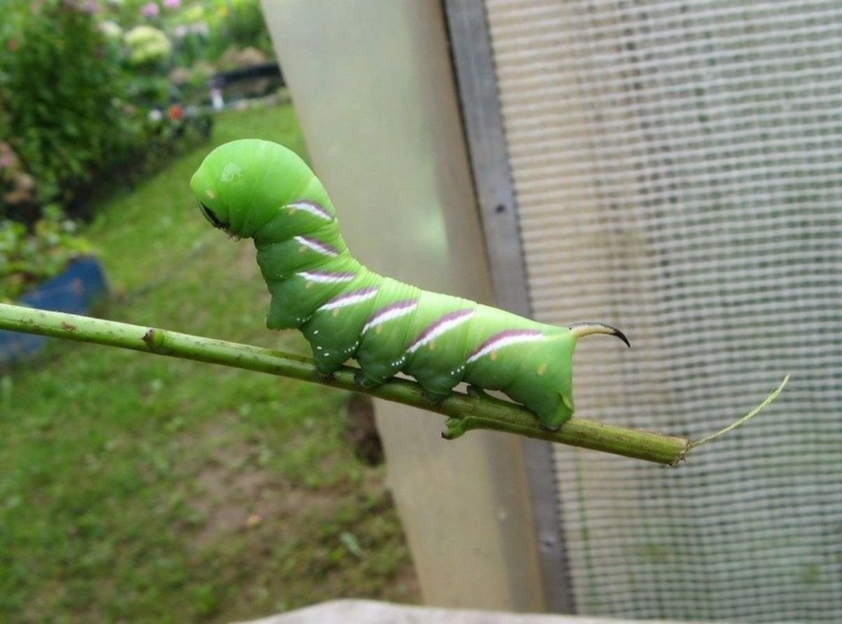 Фотография агугусенки