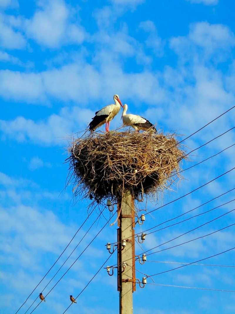 Гнездо на столбе