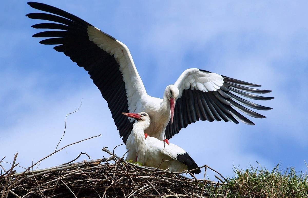 Белый Аист Беларусь