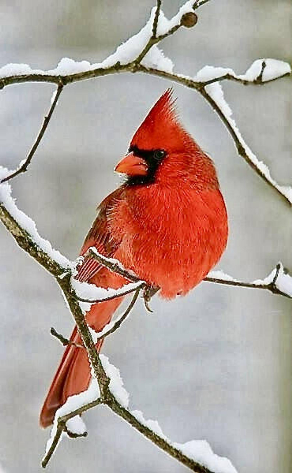 Свиристель красный. Свиристель и красный Кардинал. Снегирь Кардинал. Красный хохлатый Кардинал. Красный Кардинал красный Кардинал птица.