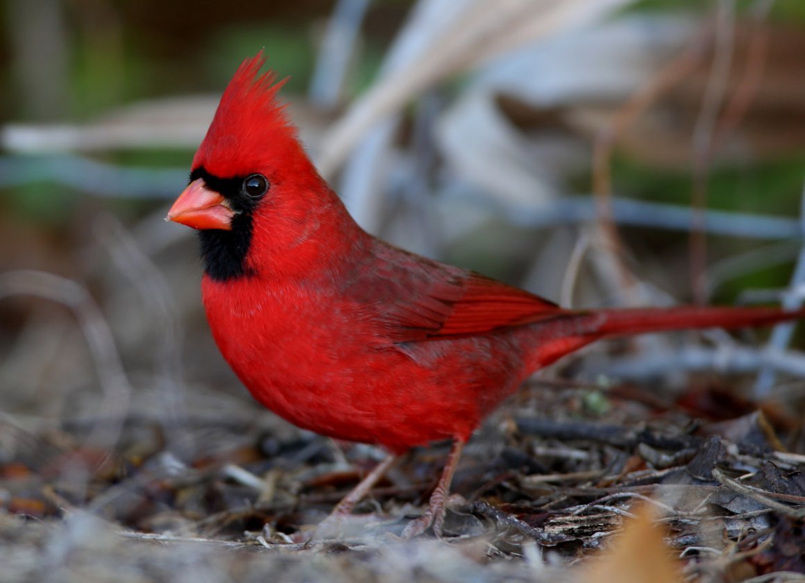 Красный Кардинал красный Кардинал птица