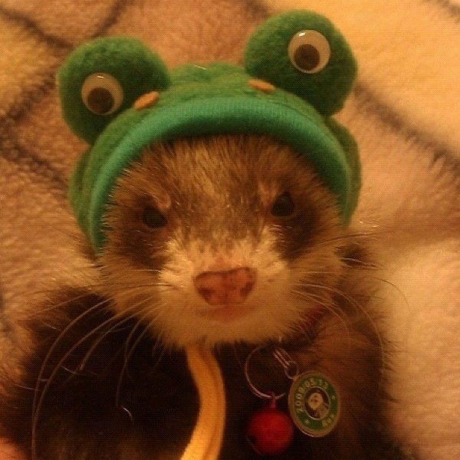 Хорек в шапке