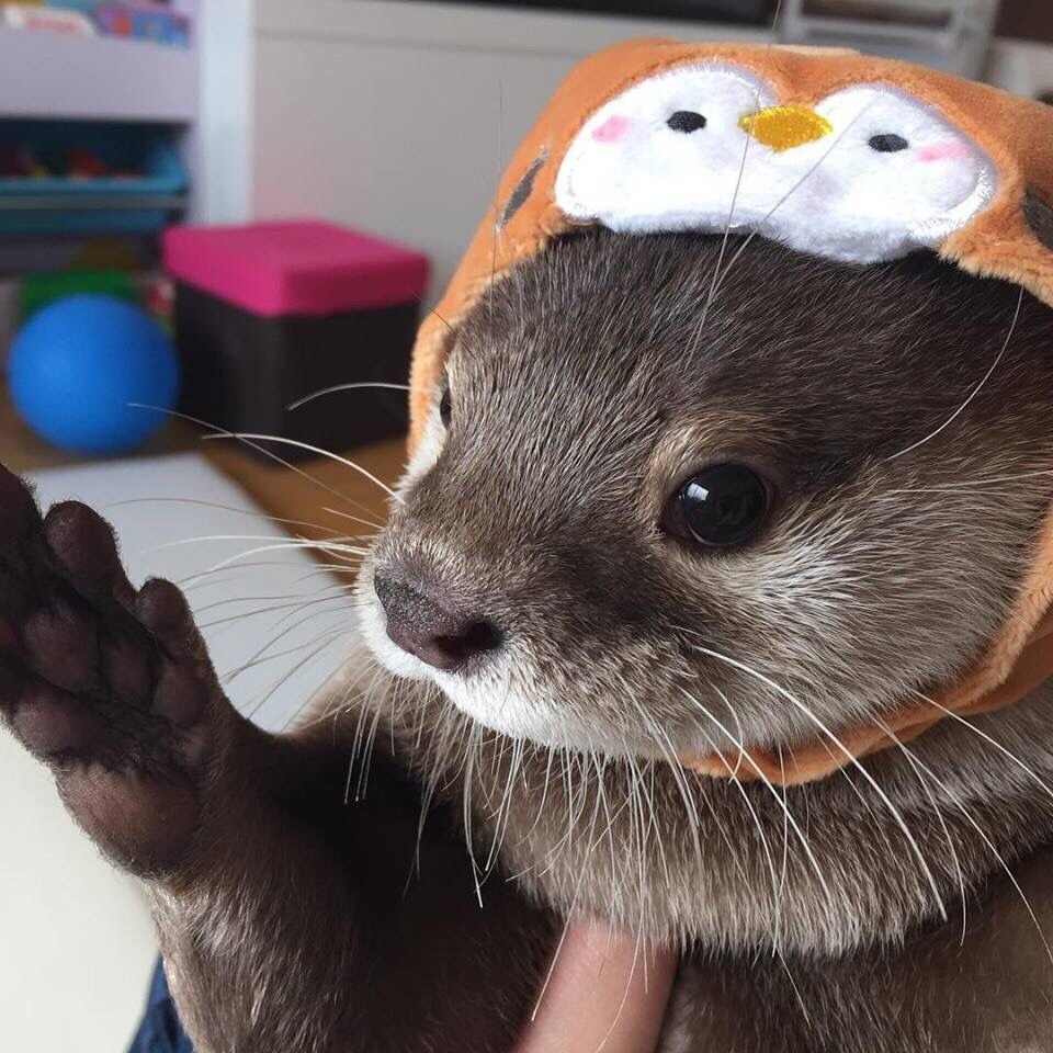 Выдра милая