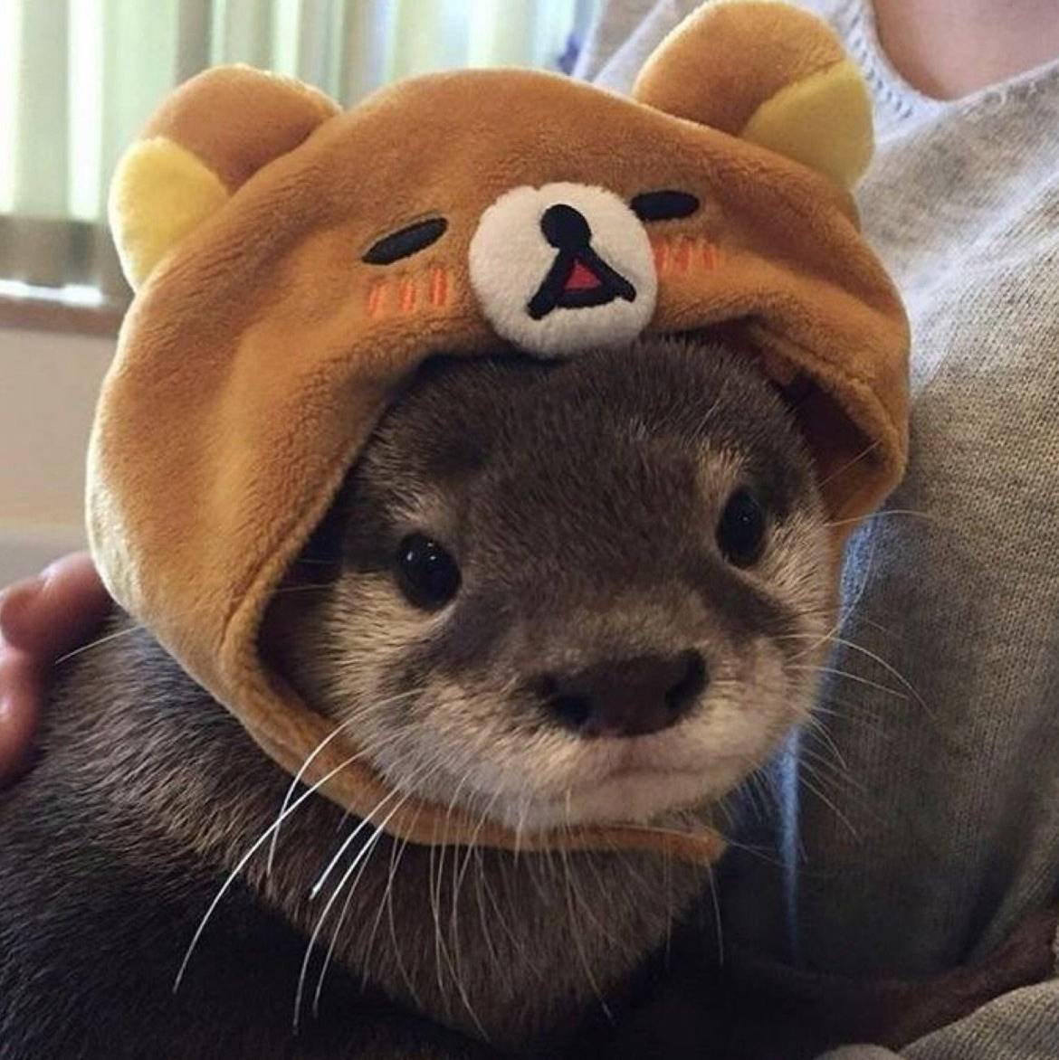 Милые выдры