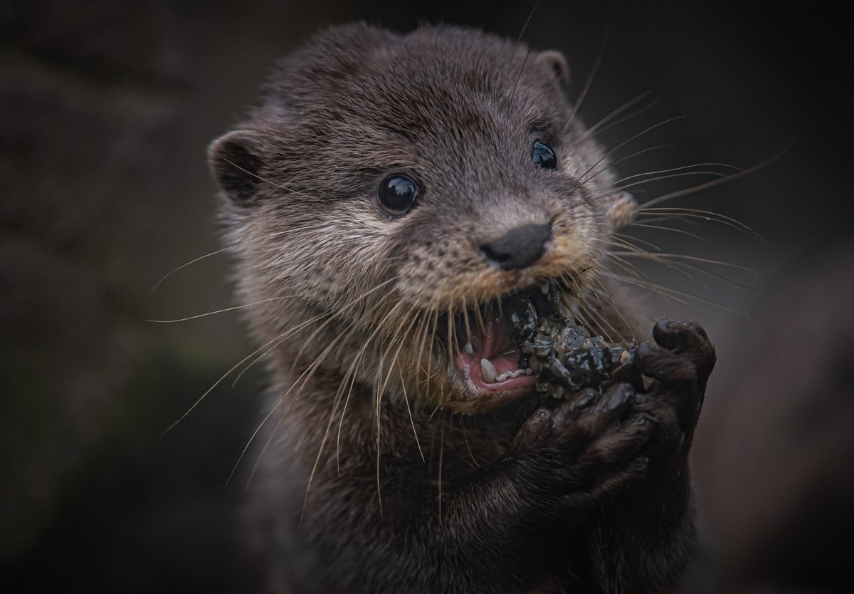 Выдра Македонская