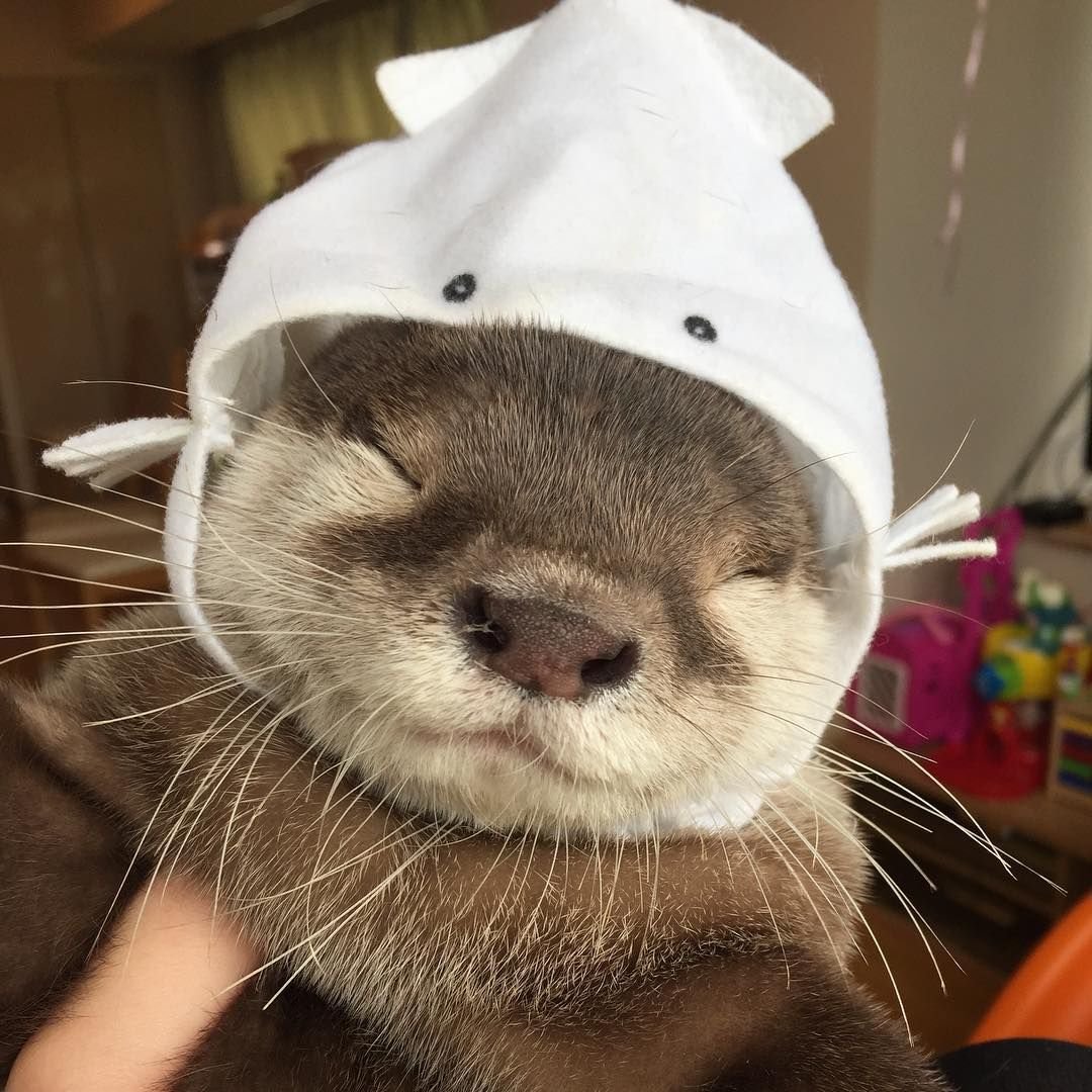 Выдра в шапочке