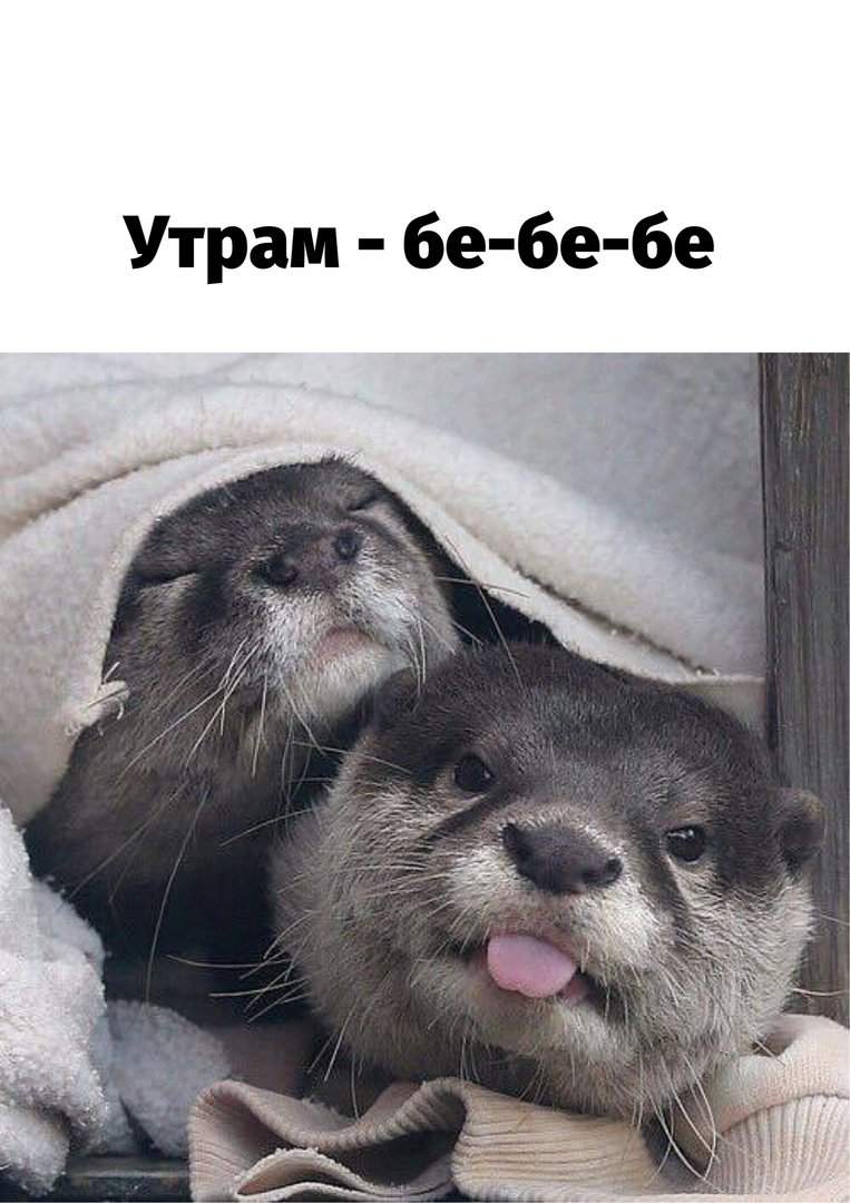 Каланы милые