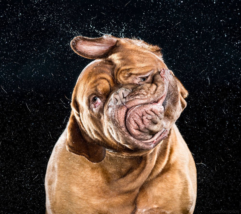 Бордосский дог злой