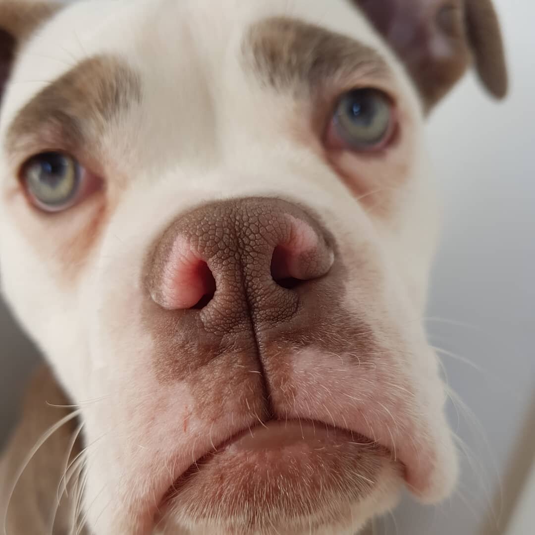 Гримасы собак