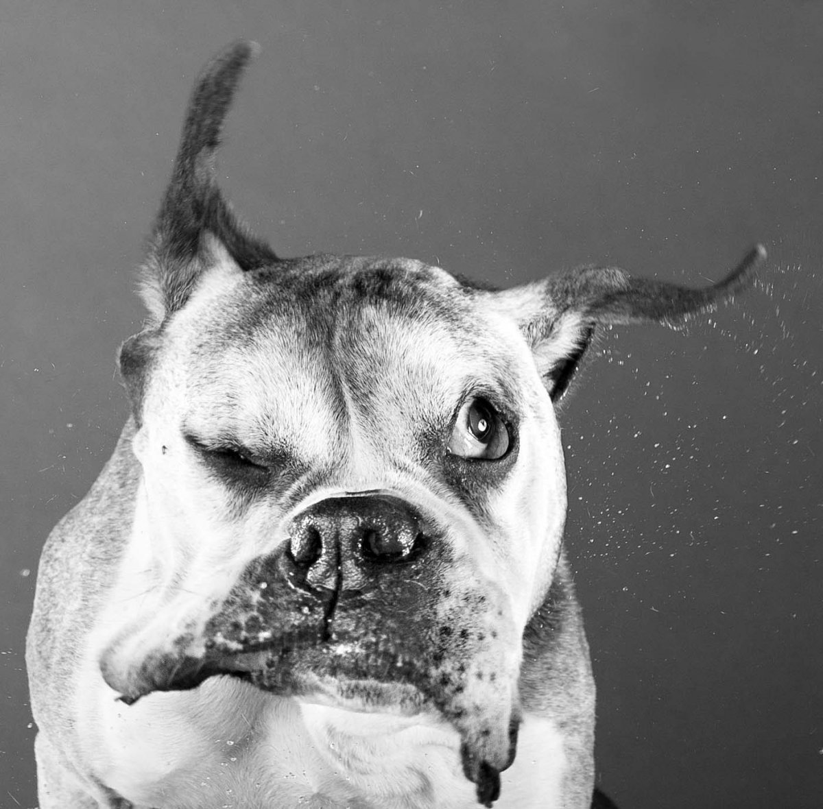 Гримасы собак