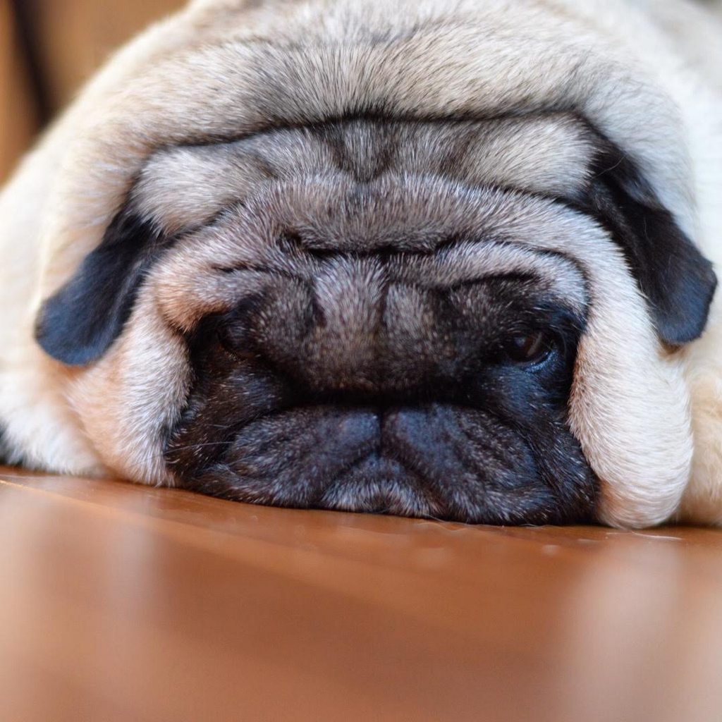 Мопс Элисон