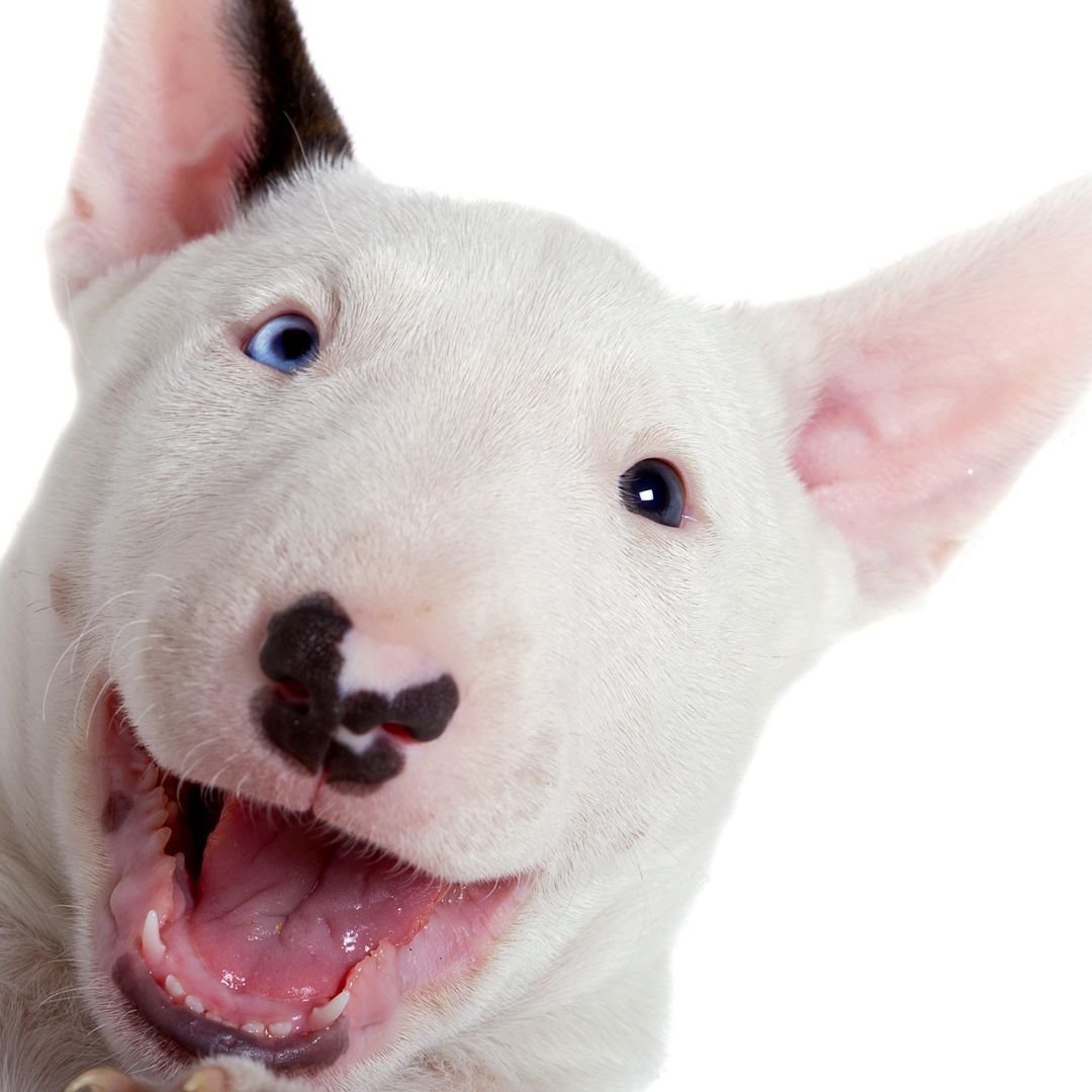 Миниатюрный бультерьер