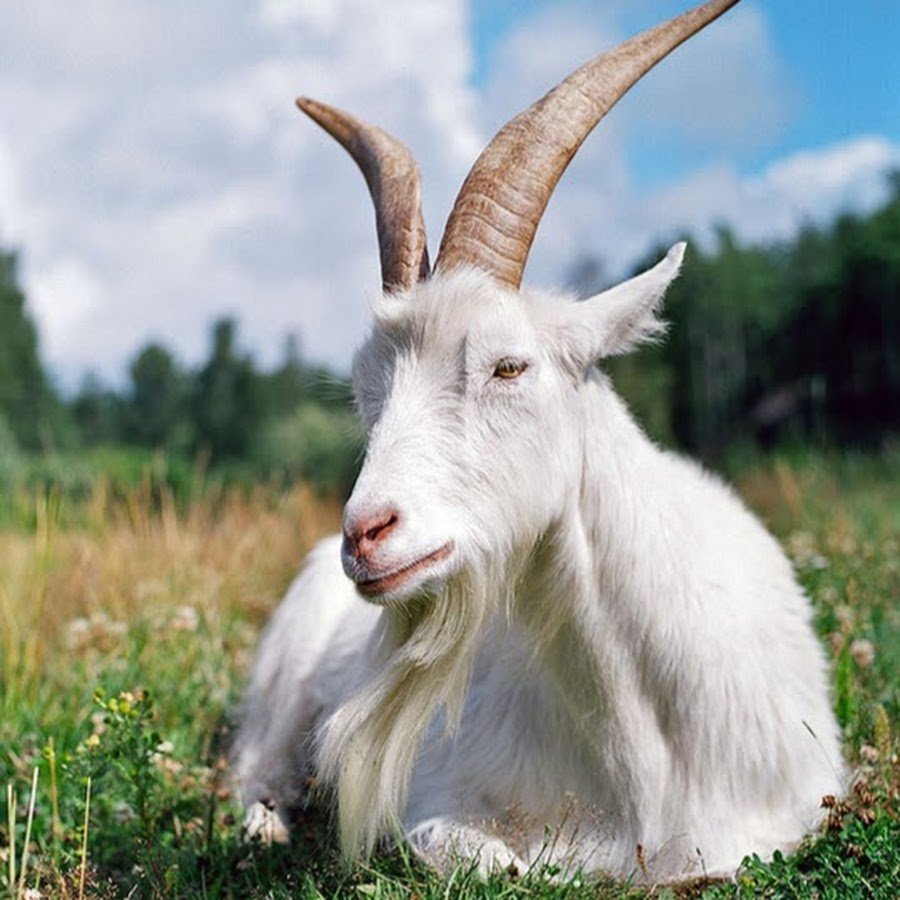 Козы с длинными ушами