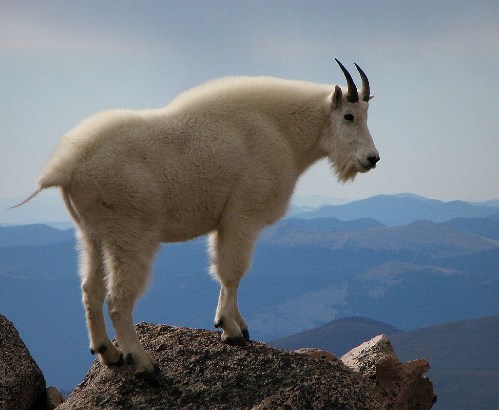 Снежная коза Харрингтона