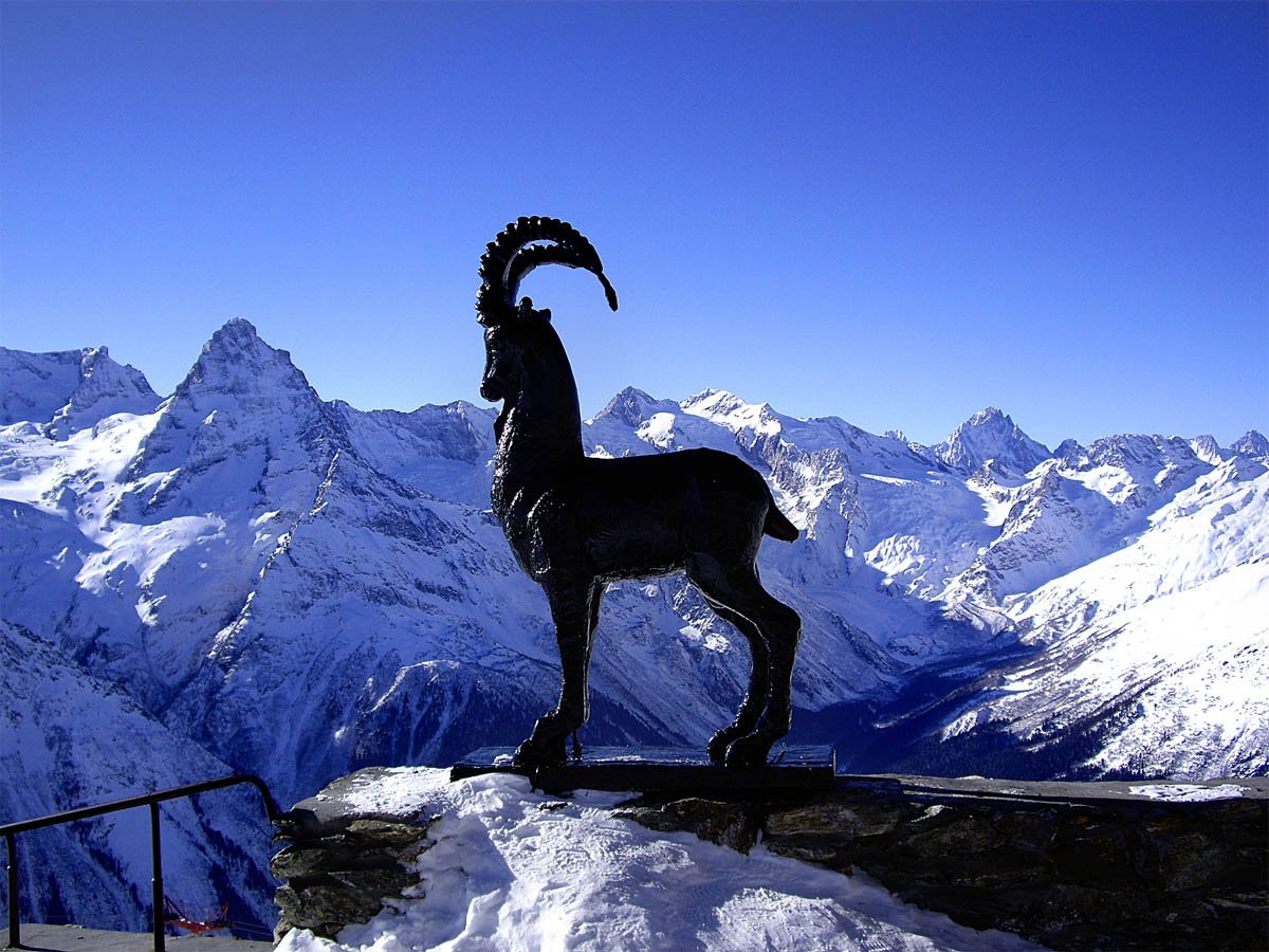 Горный баран на Эльбрусе