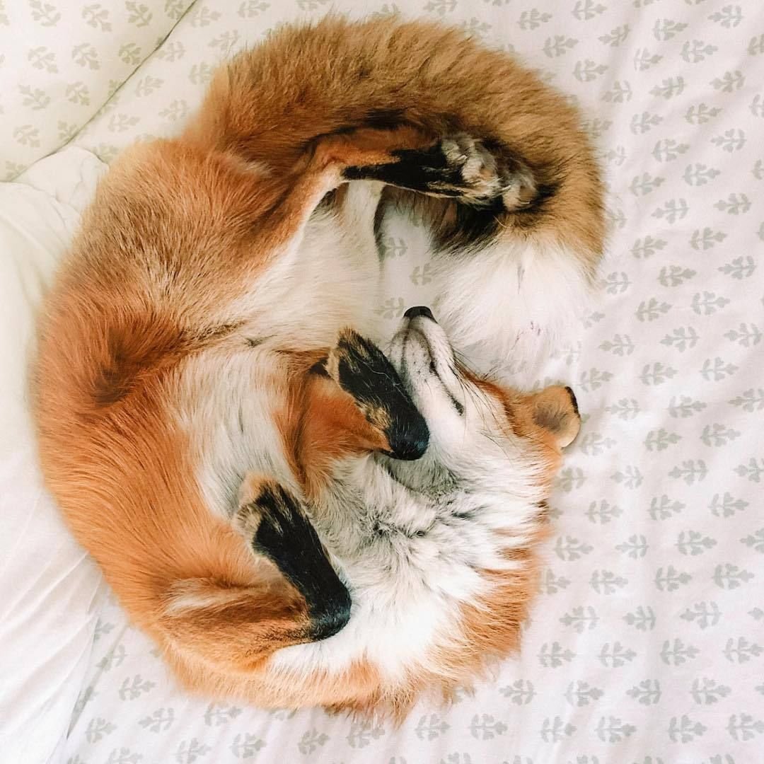 Лиса валяется