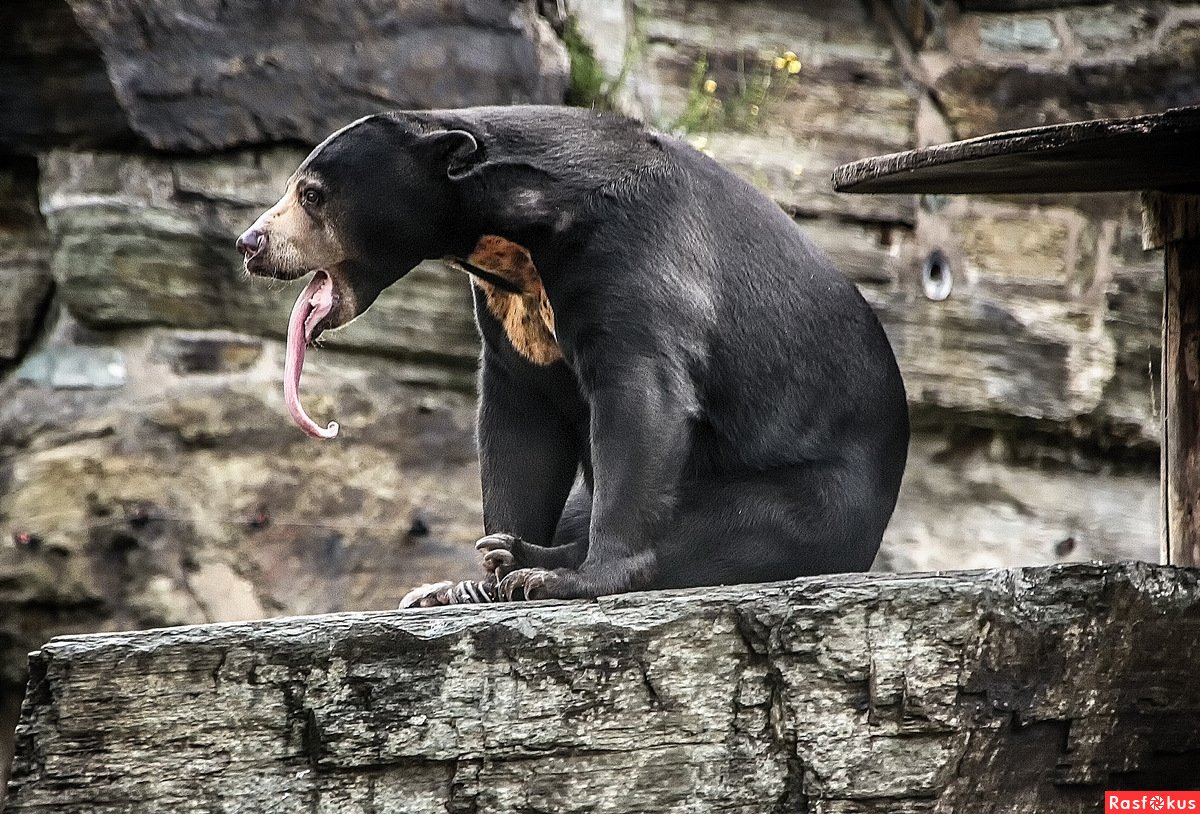 Малайский медведь Helarctos malayanus