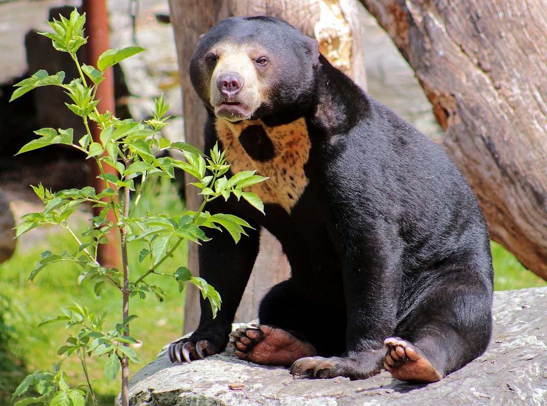 Бируанг или малайский медведь