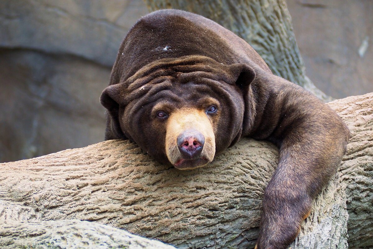 Медведь Прорвемся