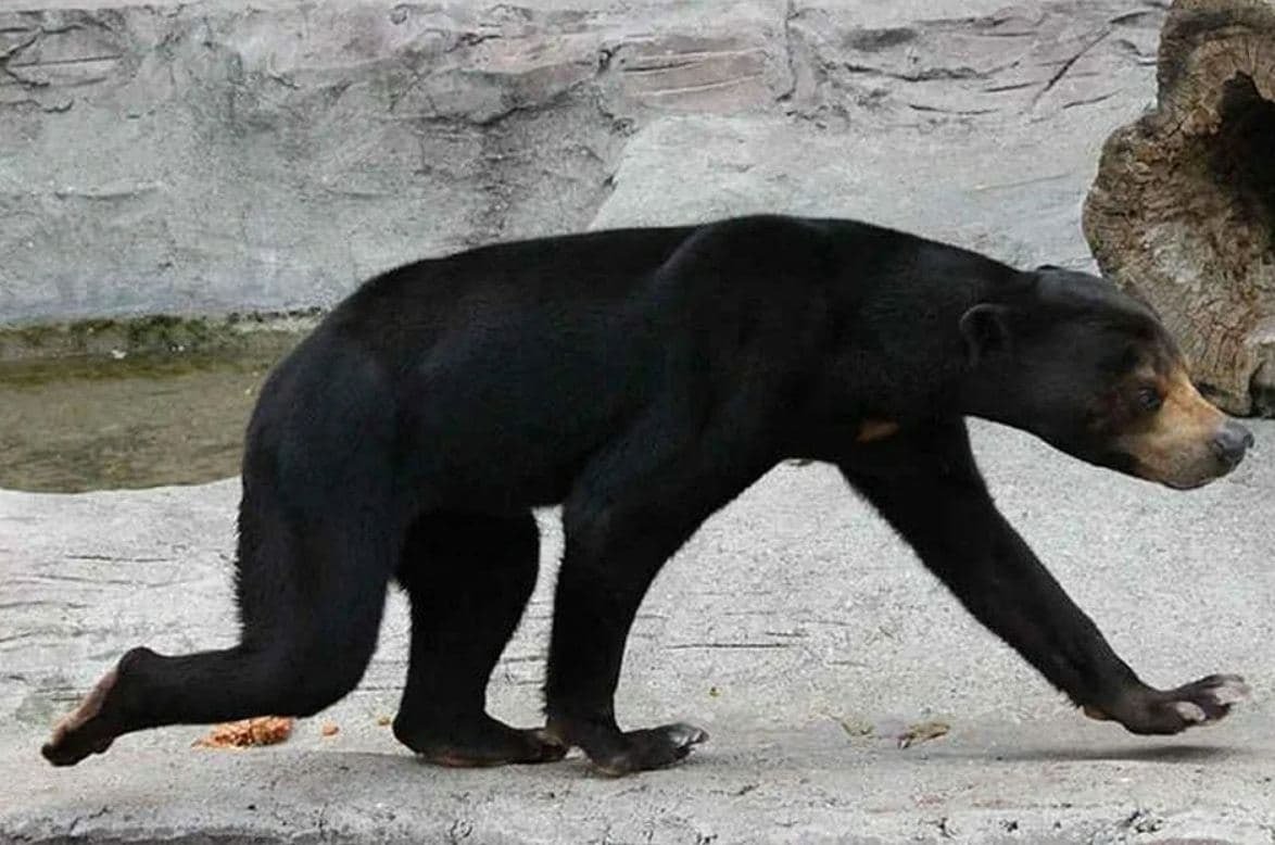 Малайский медведь похож на человека