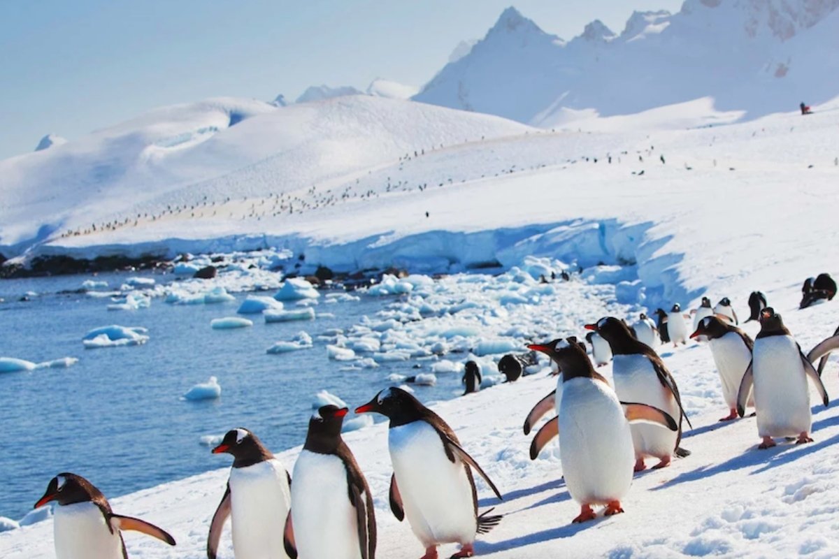 Тур в Антарктиду