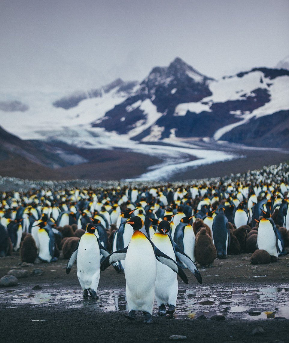 Колония пингвинов в Антарктиде
