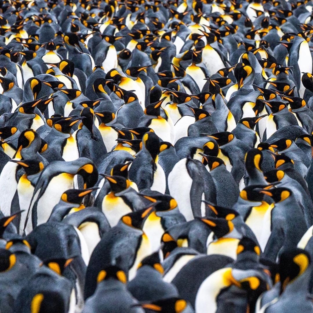 National Geographic пингвины