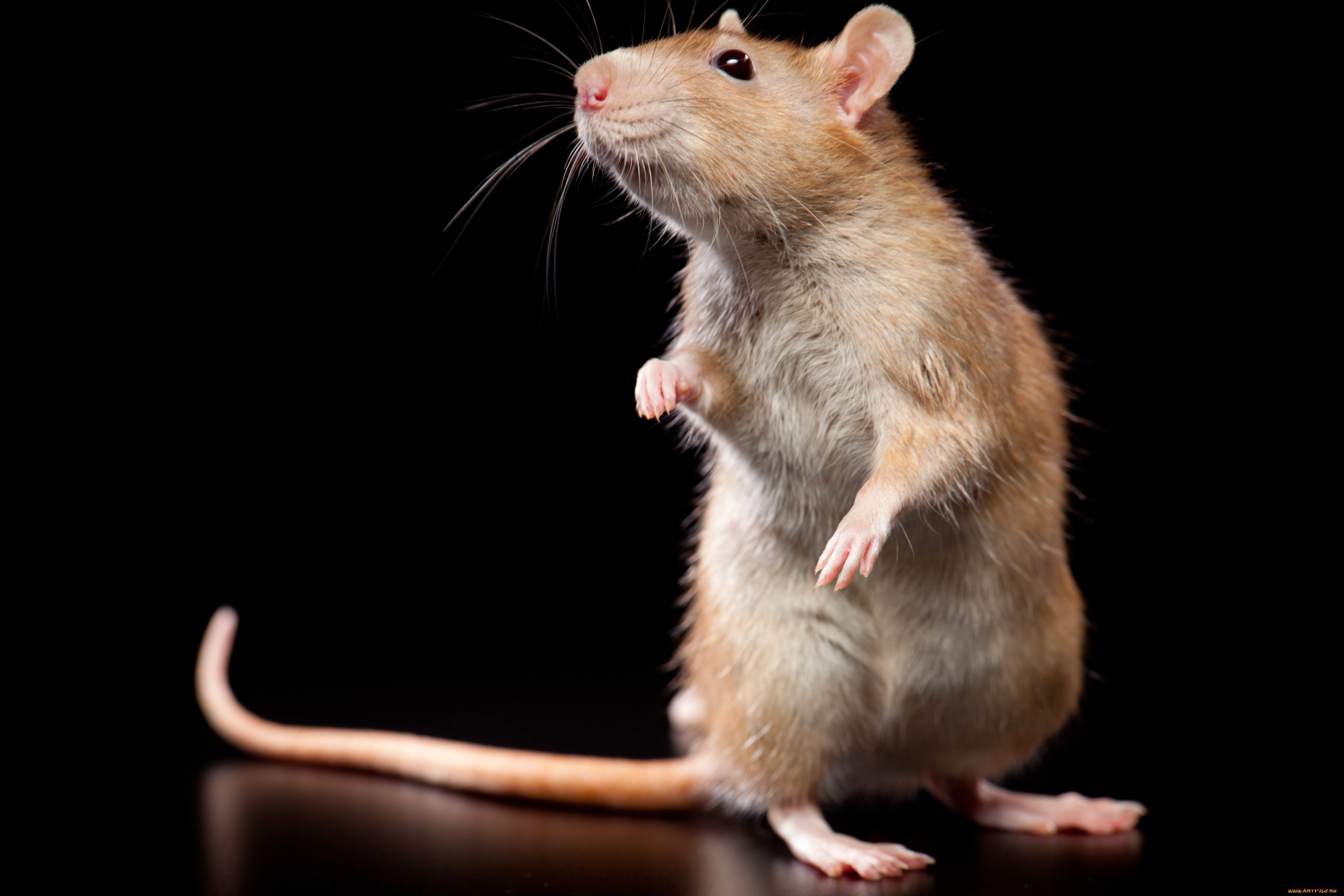 Лапки мыши. Крыса. Крыса Живая. Мышь. Грызуны крысы.
