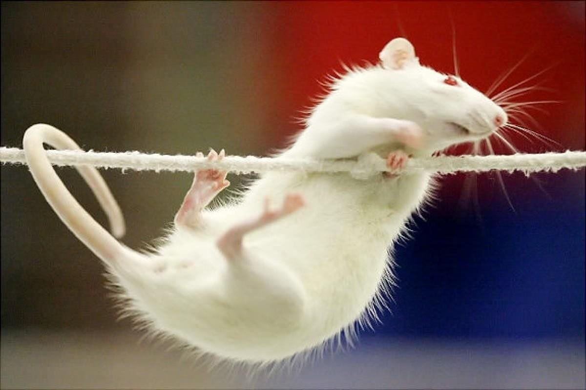 Крыса прыгает