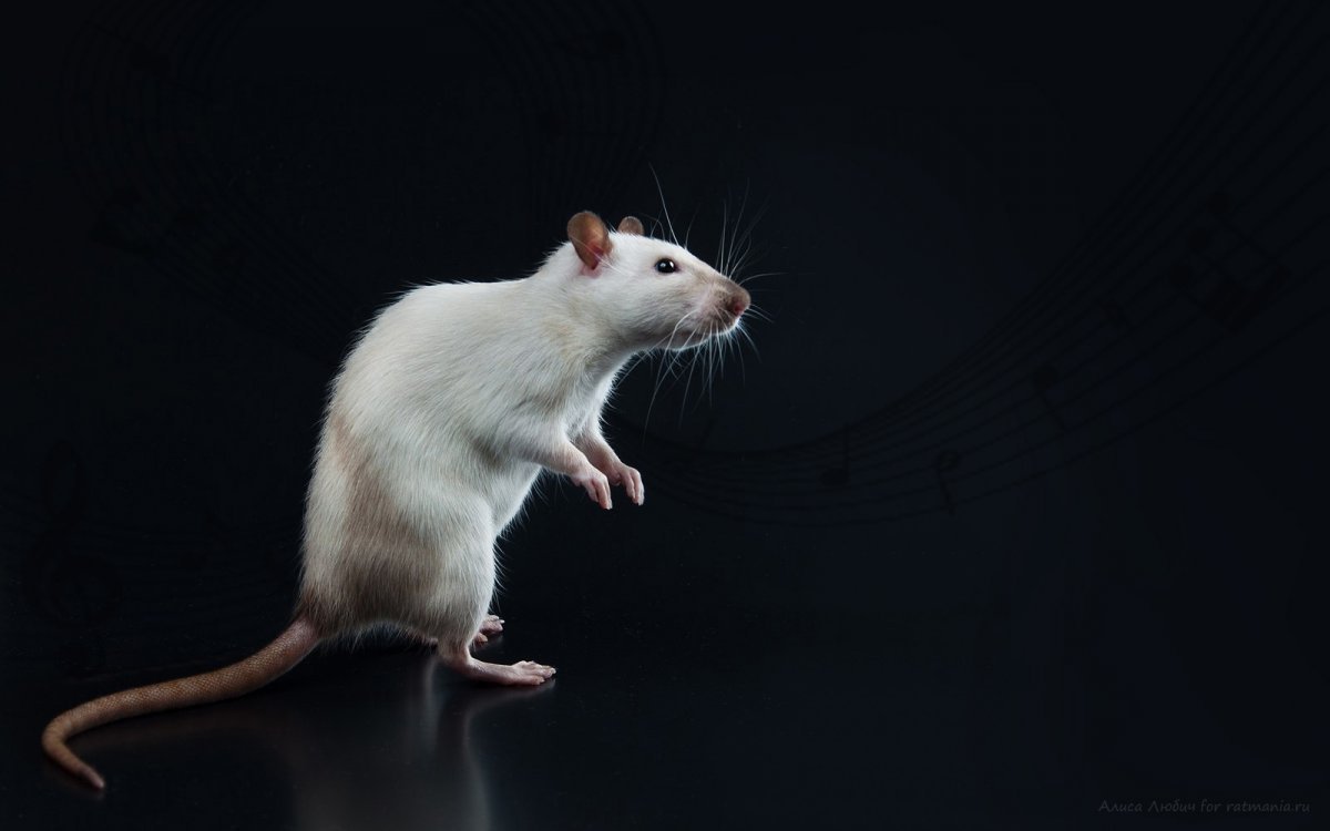 Белая крыса