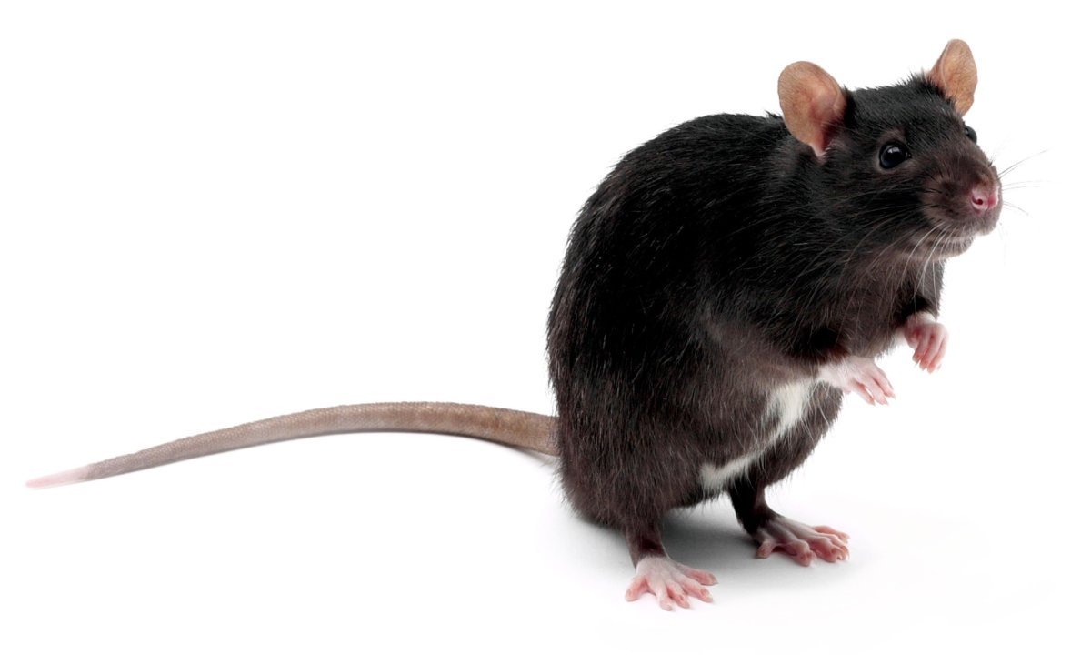 Крыса сидит