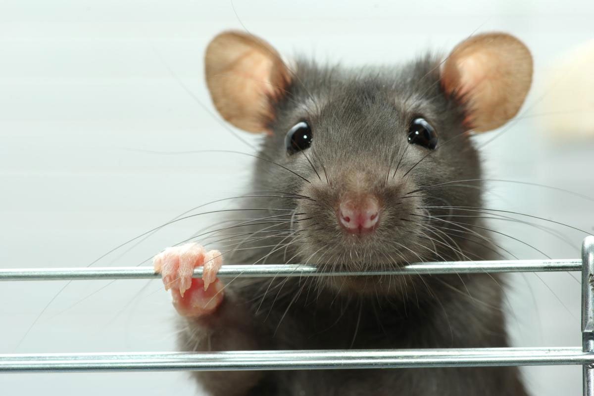 Смешная мышь