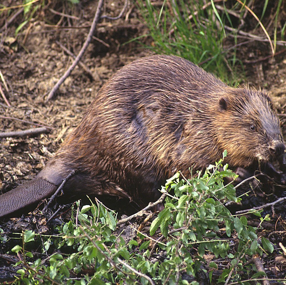 Бобр Речной обыкновенный