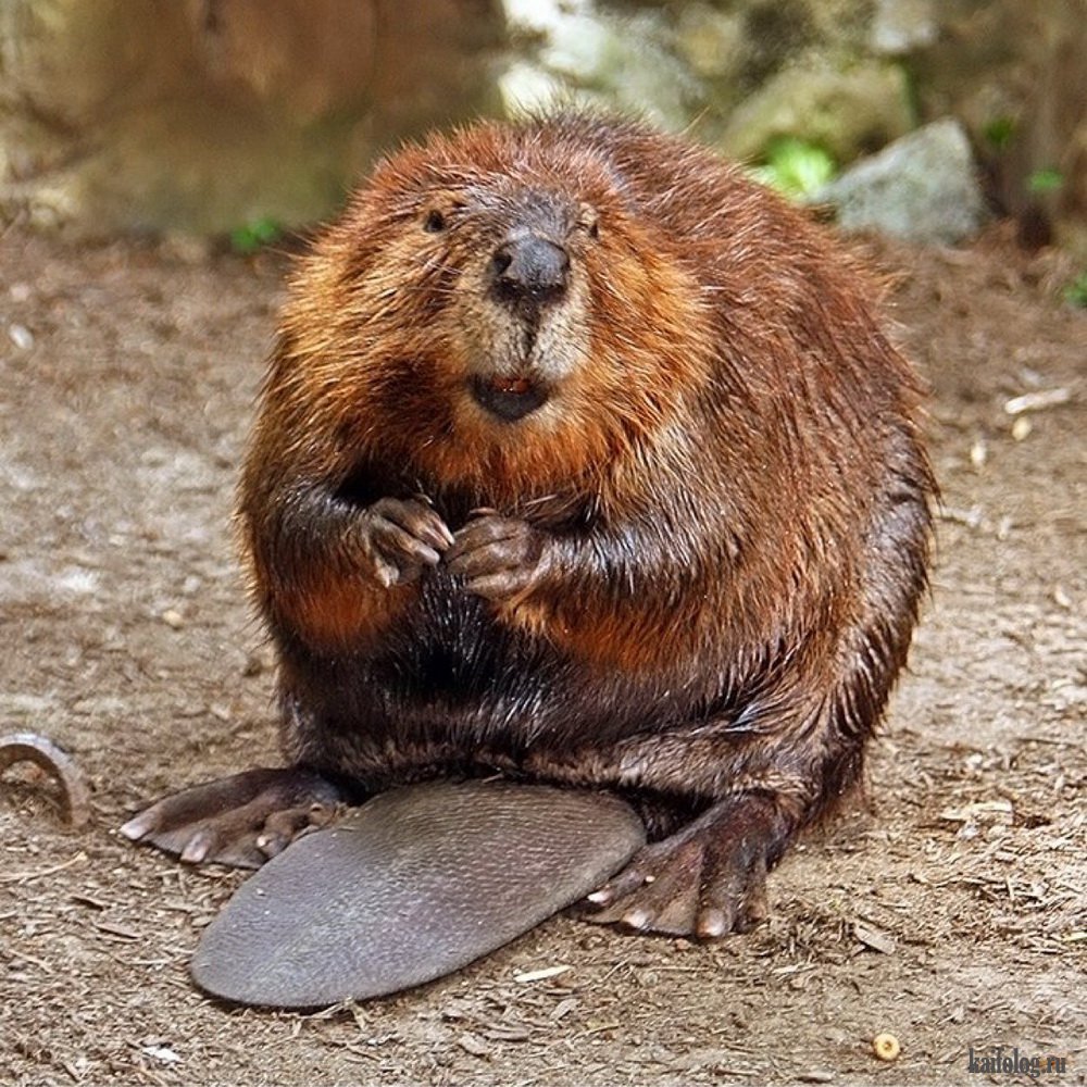 Канадский Бобр (Castor canadensis)