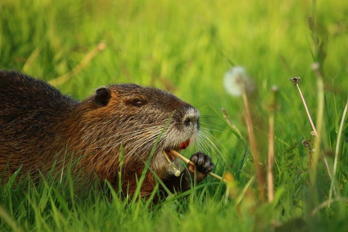 Болотный Бобр