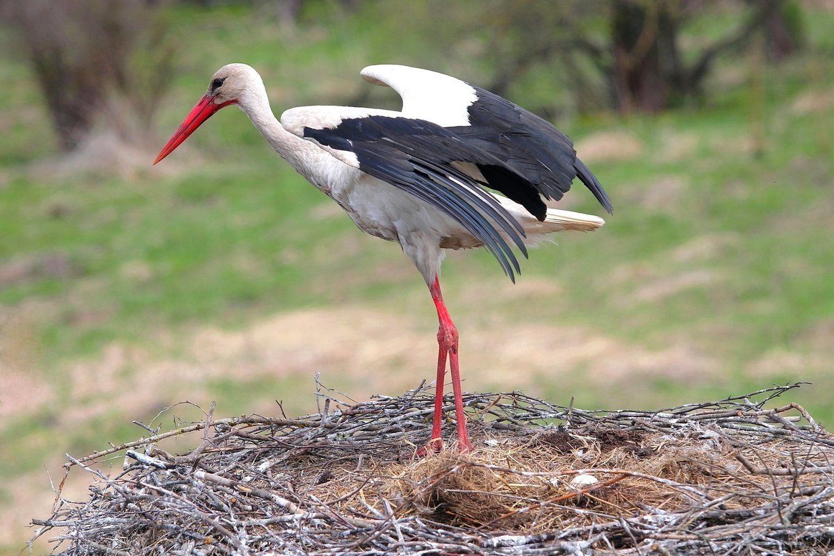Белый Аист (Gandras)