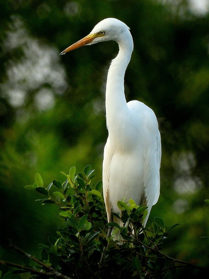 Белые белые Аисты