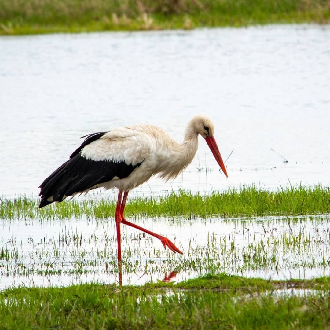Аист лебедь журавль....